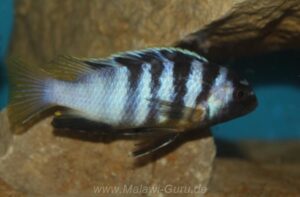 Tropheops microstoma 'Masasa Reef'